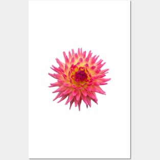 Sangria Dahlia, Hot Pink and Yellow Flower Posters and Art